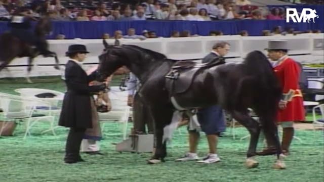 2007 WCHS Class 44 Junior Five Gaited...