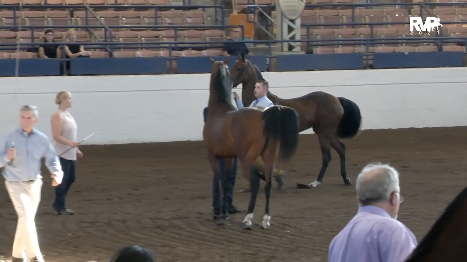 MJ21 - Class 3 - Junior Champion Mare
