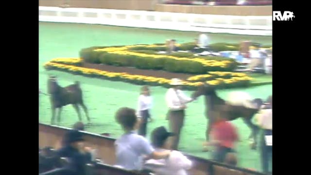 1989 WCHS Class 46 AHHS Hackney Pony ...