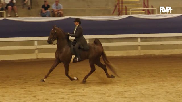 BR24 - Class 180 - ASB Five-Gaited - ...