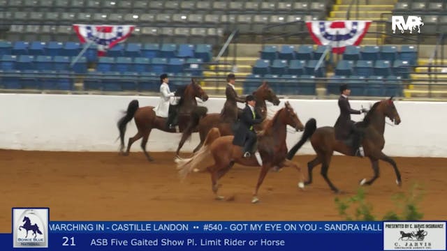 BB24 - Class 21 -  ASB Five Gaited Sh...