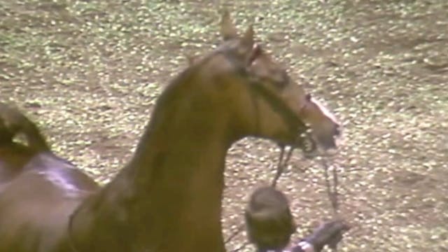 1991 American Royal Five Gaited Champ...