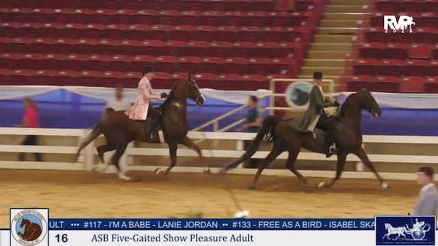 BRC25 - Class 16 - ASB Five Gaited Sh...