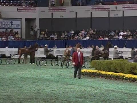 2008 WCHS Class 189 Two Year Old Mare...
