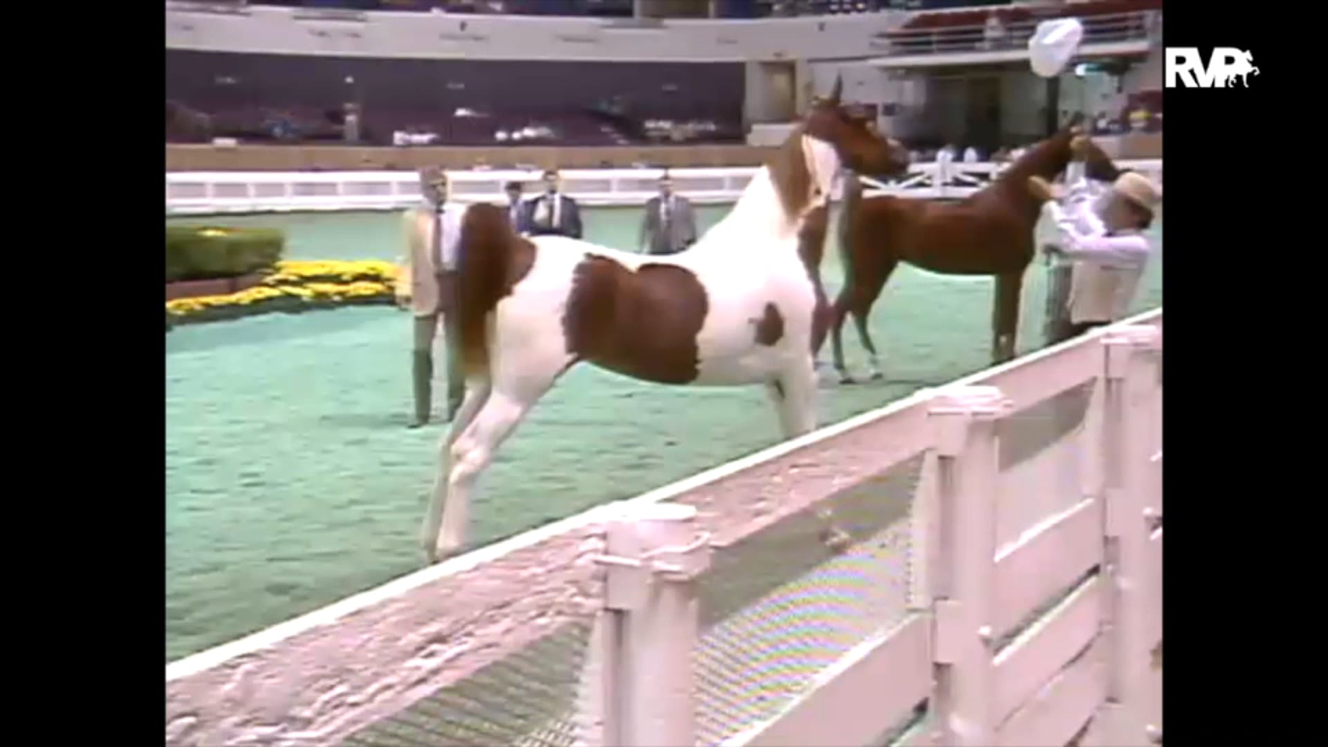 1989 WCHS Class 82 ASHA Amateur Futurity Of Kentucky - Two Year Old In Hand