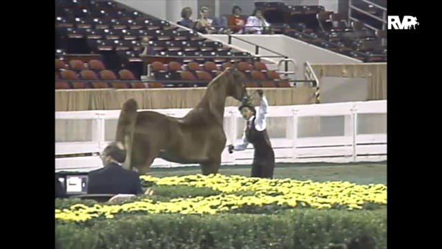 1988 WCHS Class 79 ASHA Amateur Futur...