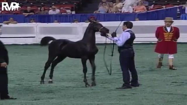 2004 WCHS - Class 1 - ASR Futurity of...