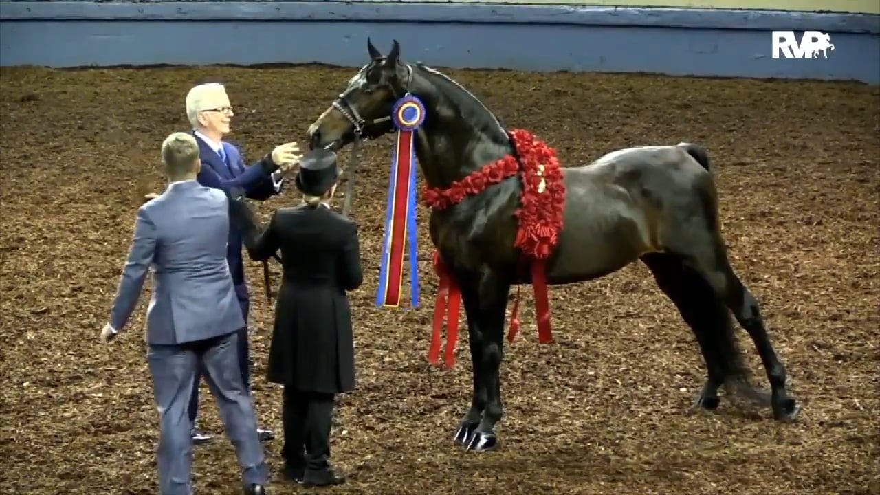 2018 Southern Saddlebred Fall Finale - Friday Morning