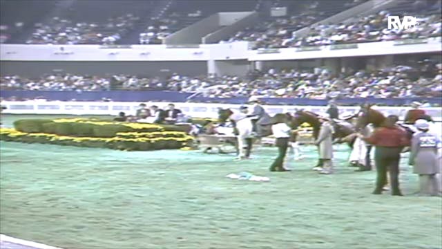 1991 WCHS Class 150 Five Gaited Pony ...