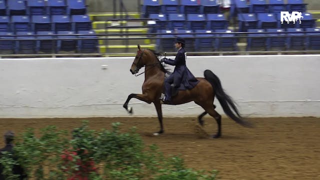 BB22 - Class 161 -  ASB Five Gaited S...