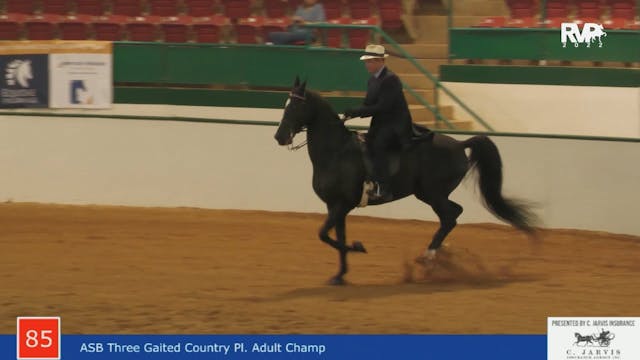 NCSC22 - Class 85 - ASB Three Gaited ...