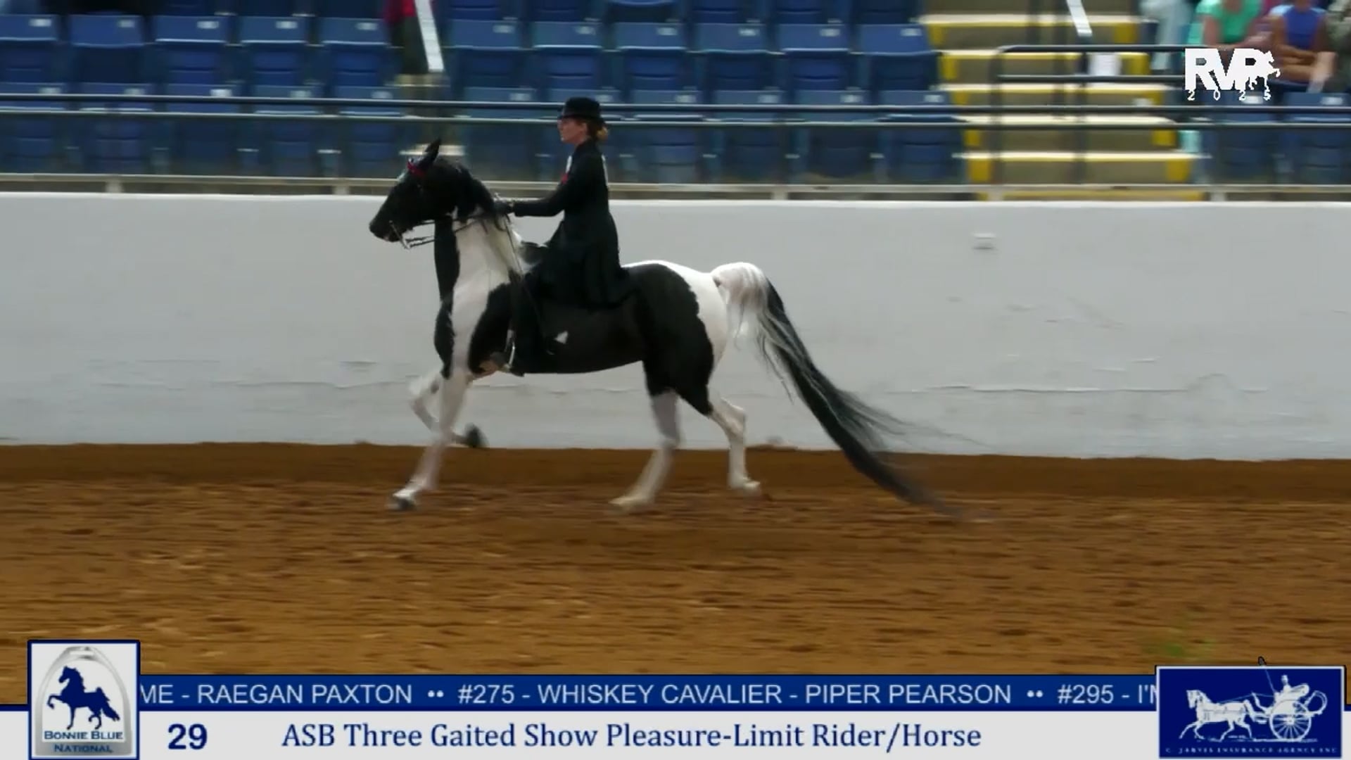 BB25 - Class 29 ASB  Three Gaited  Show Pleasure - Limit RiderHorse