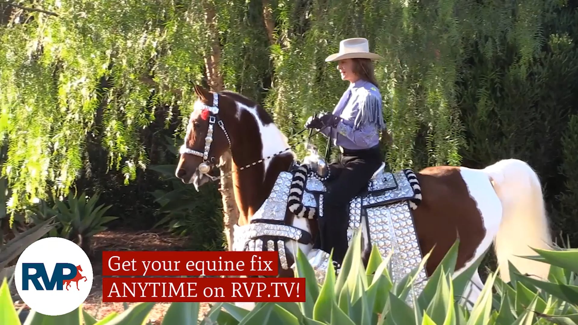 SS21 - Class 119 - Pleasure Driving Pony Open Championship