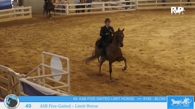 BR24 - Class 49 - ASB Five-Gaited - L...