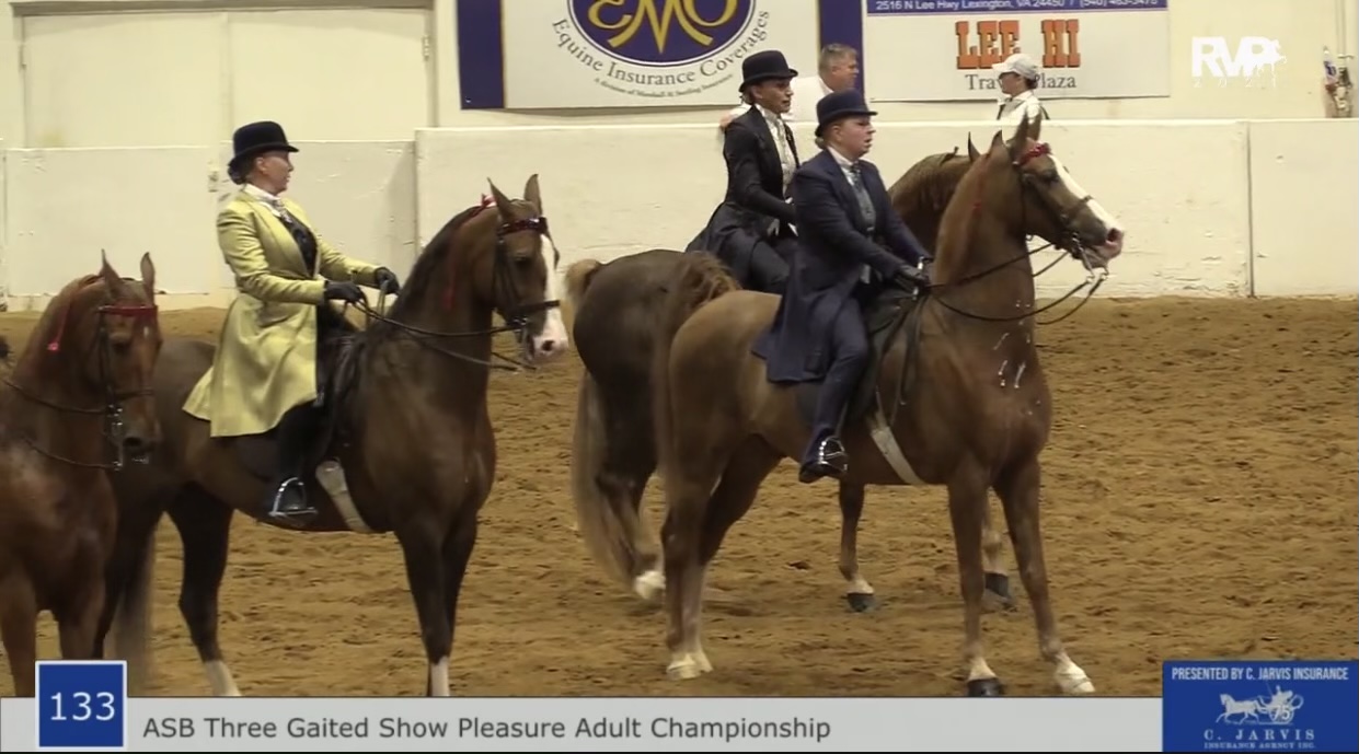 BB21 - Class 133 - ASB Adult Three Gaited Show Pleasure Championship