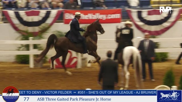 SC24 - Class 77 - ASB Three Gaited Pa...