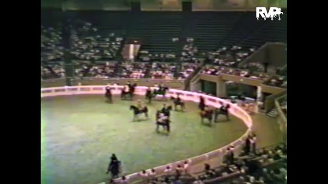 1983 WCHS - Class 108 Three Gaited Am...
