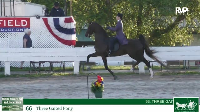 SCF25 - Class 66 - Three Gaited Pony