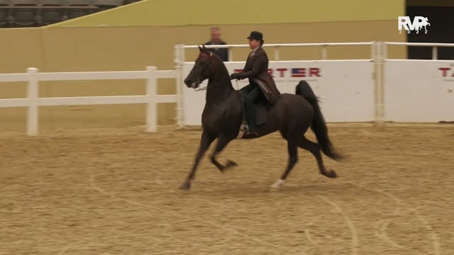 KYFC22 - Class 100 - ASB Three Gaited...