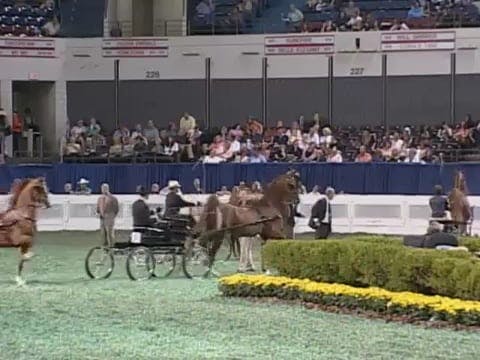 2008 WCHS Class 149 Fine Harness Mare...
