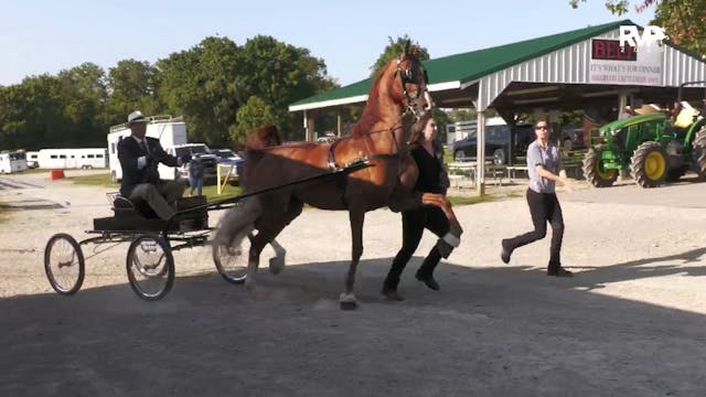 SSC25 - Class 74 - Fine Harness Stake