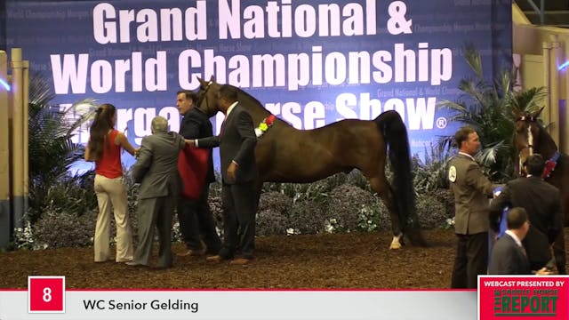 MGN17 - Class 8 - WC Senior Gelding