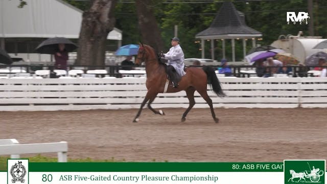 RC25 - Class 80 - ASB Five Gaited Cou...