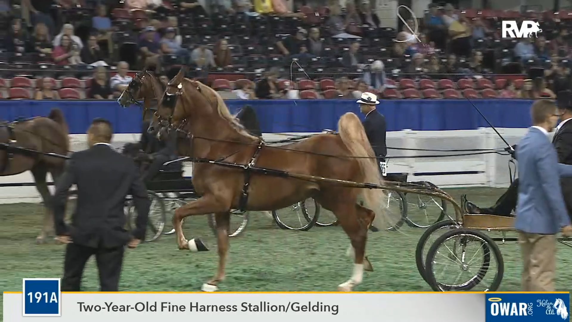 2019 WCHS - Class 191a Two Year Old Fine Harness Stallion or Gelding 