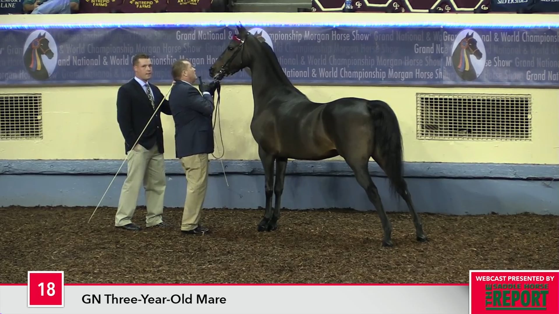 MGN17 - Class 18 - GN Three-Year-Old Mare