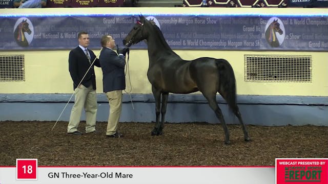 MGN17 - Class 18 - GN Three-Year-Old ...
