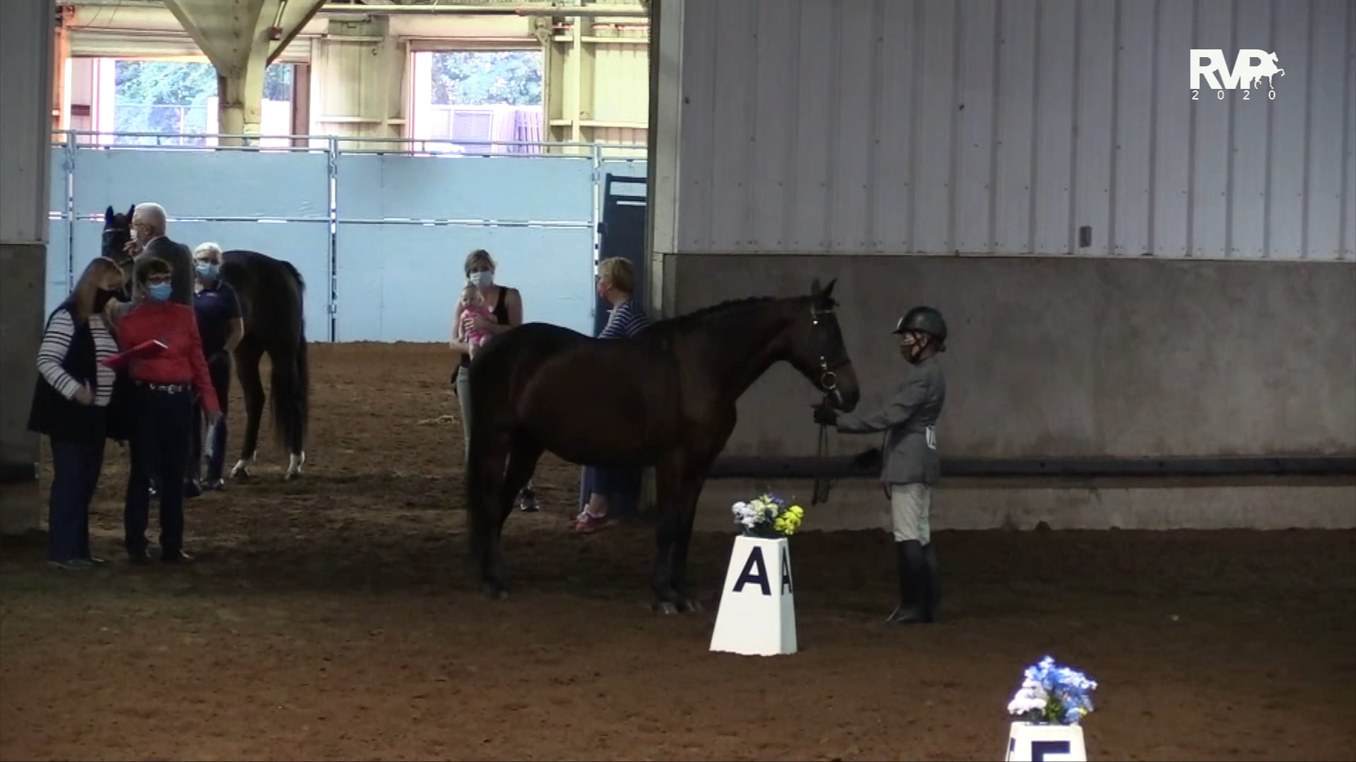 2020 MGN - Class 529 GN Sport Horse In Hand Mares