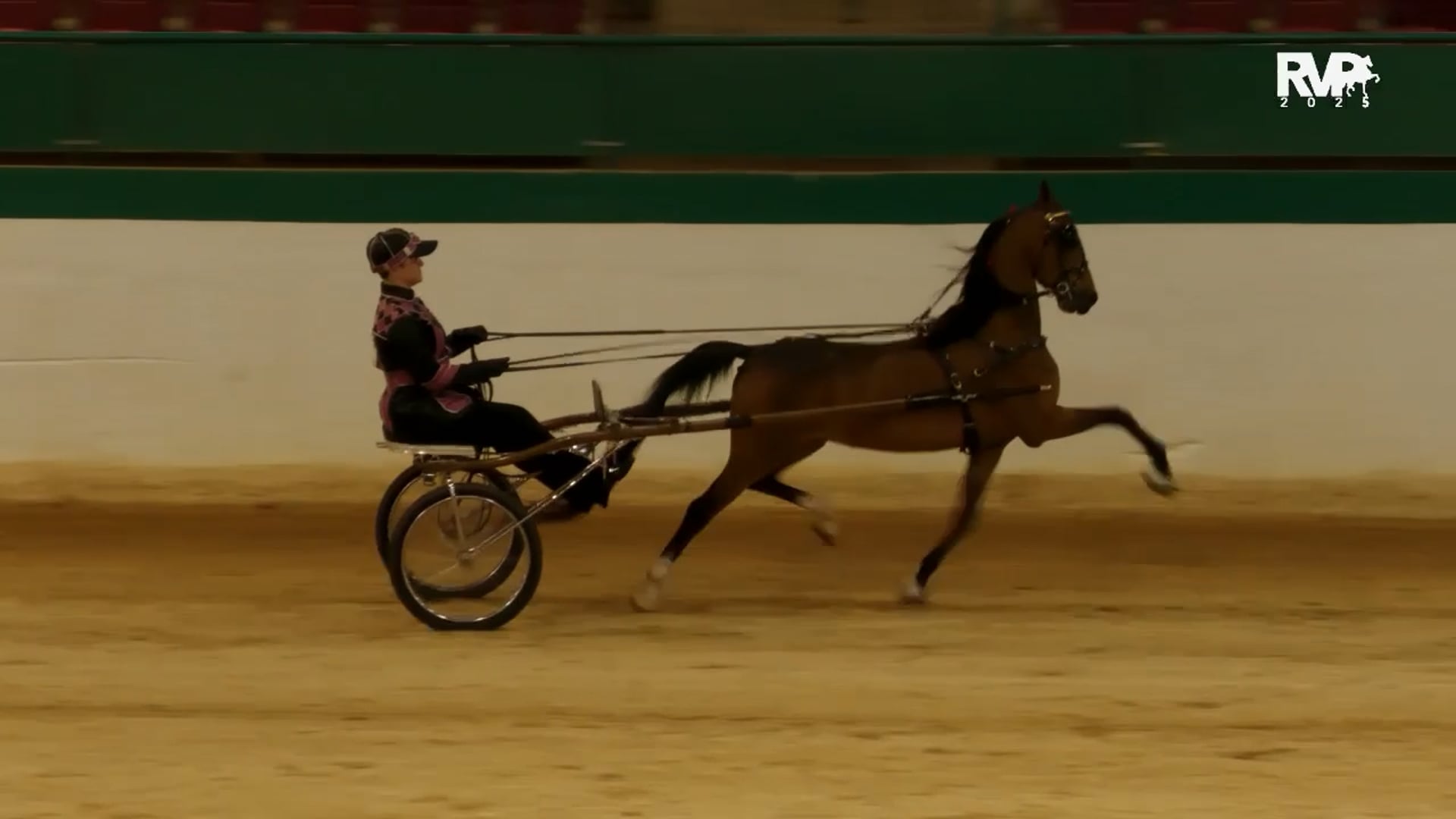 SS25 - Class 40 -  Hackney Roadster Pony Open