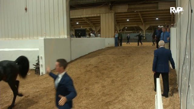 MGN25 - Class 331 - GN Two Year Old S...