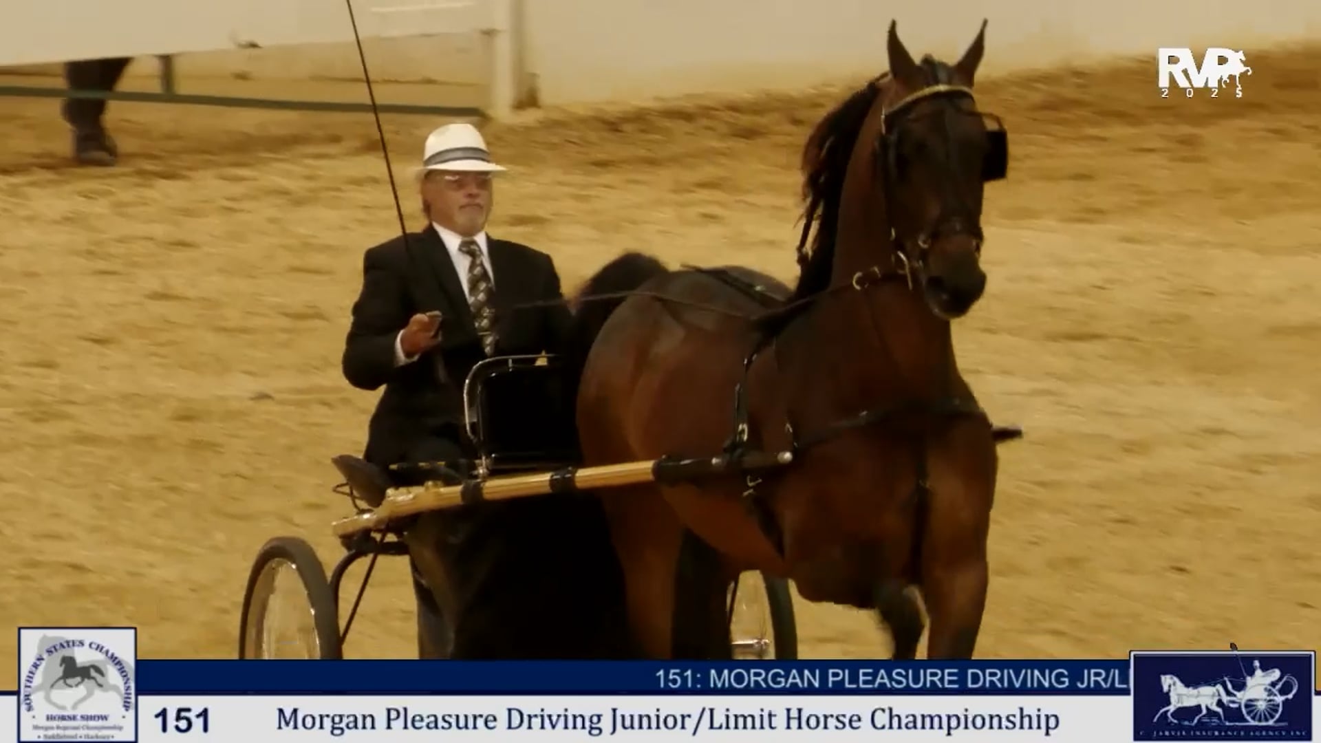 SS25 - Class 151 -  Morgan Pleasure Driving Junior:Limit Horse Championship