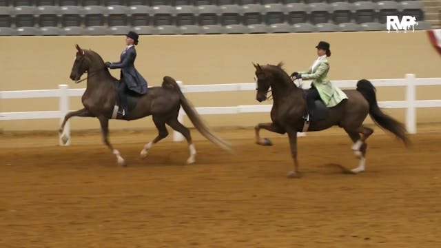 KYSP24 - Class 140 - ASB Three Gaited...