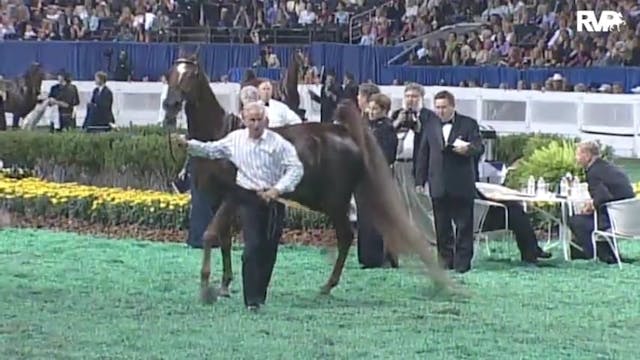 2010 World's Championship Horse Show ...