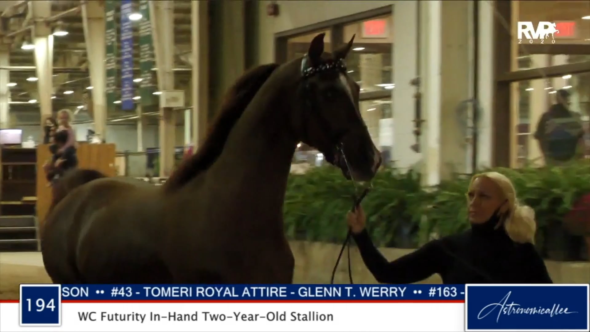 2020 MGN - Class 194 WC Futurity In-Hand Two-Year-Old Stallion