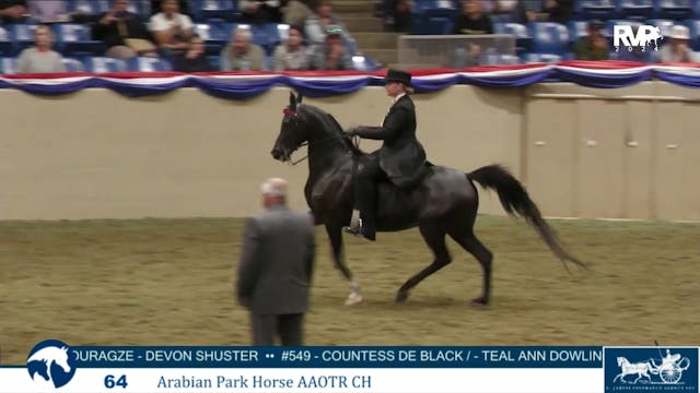 AN24 - Class 64 - Arabian Park Horse ...