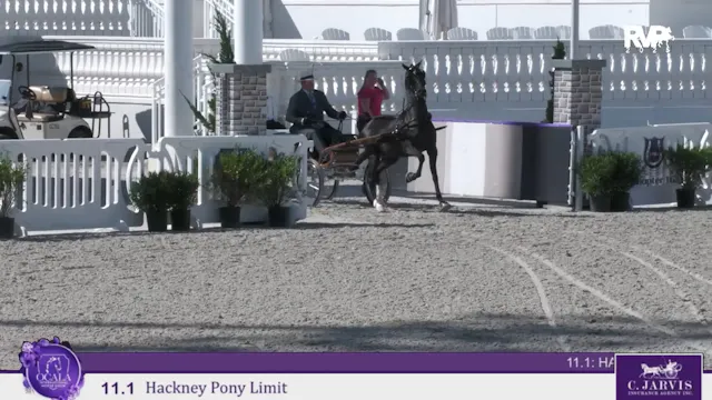 OI25 - Class 11.1 - Hackney Pony Limit