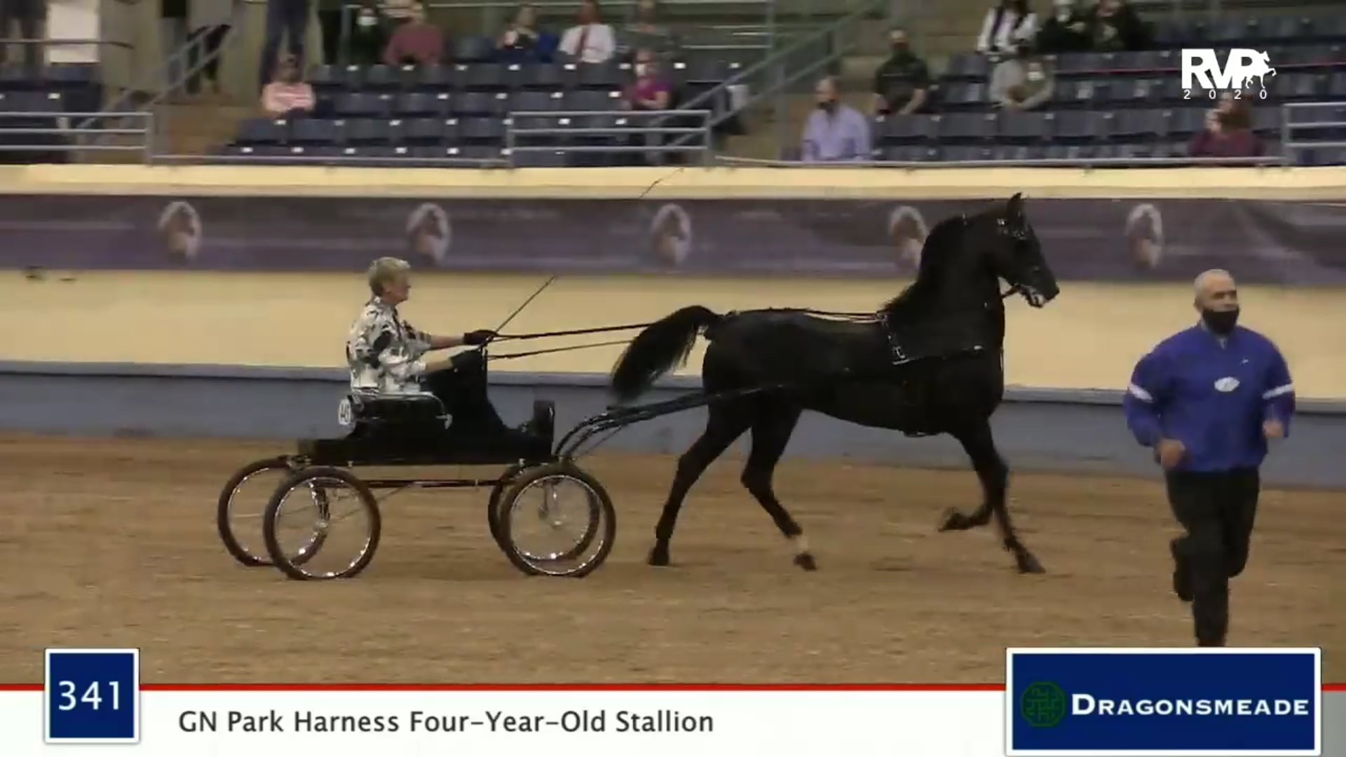 2020 MGN - 341 GN Park Harness Four-Year Old Stallion