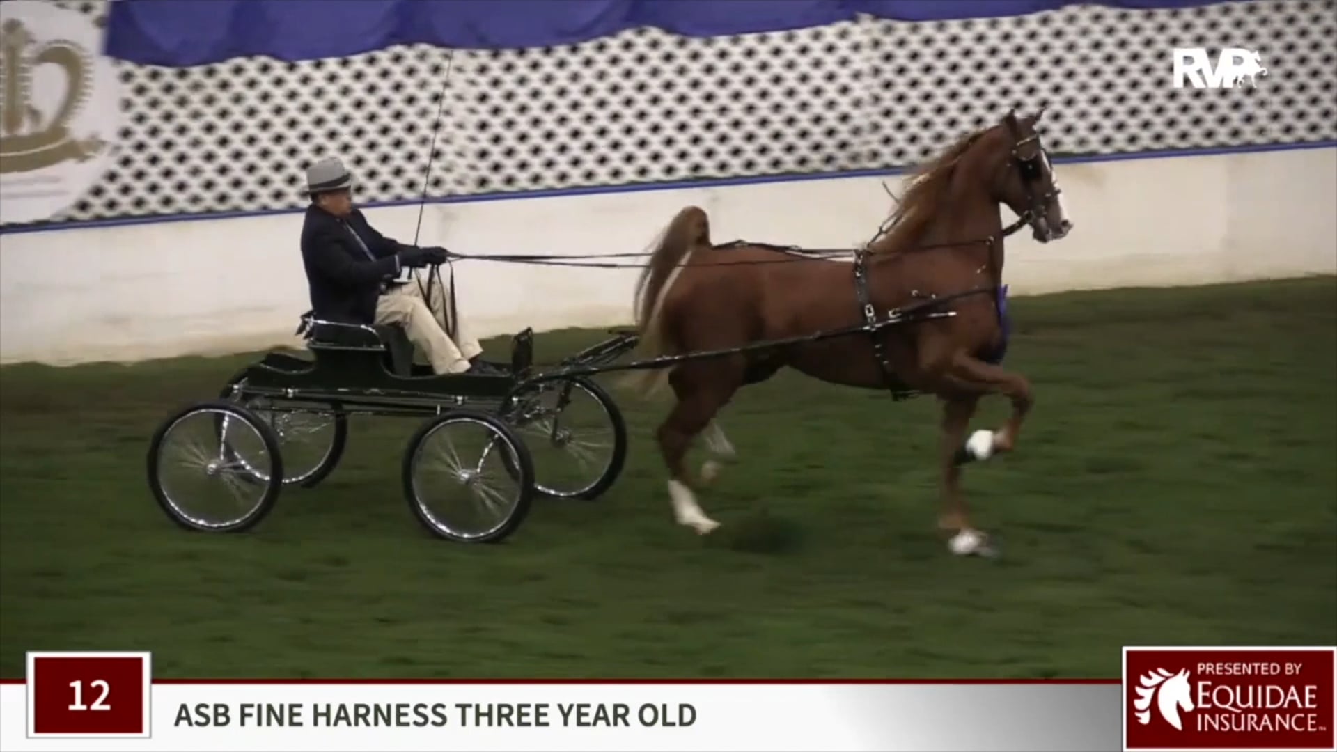 Reedann's Spring Heir - Harness