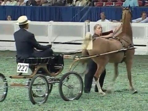 2008 WCHS Class 146 Hackney Pony Mare...
