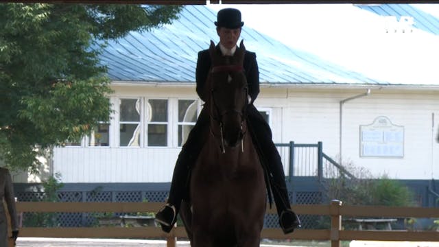 ASHAV23 - Class 23 - Adult Equitation...