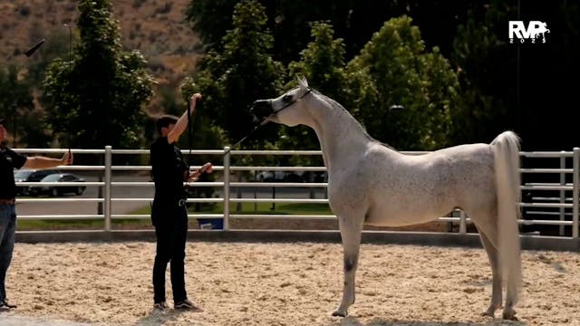 2025 Arabian Nationals - Friday Morni...