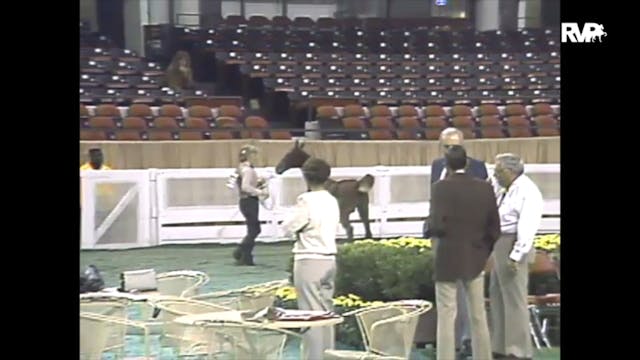 1988 WCHS Class 75 ASHA Amateur Futur...