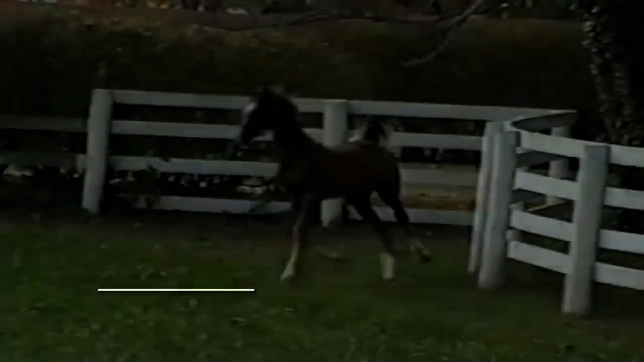 2025 World's Championship Horse Show - Monday Morning