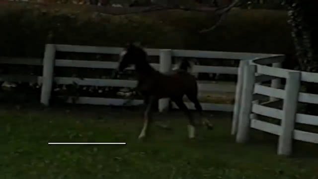 2025 World's Championship Horse Show ...