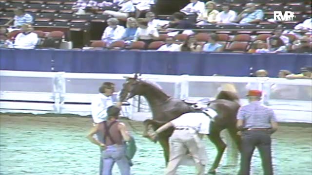 1991 WCHS Class 66 Five Gaited Pony R...