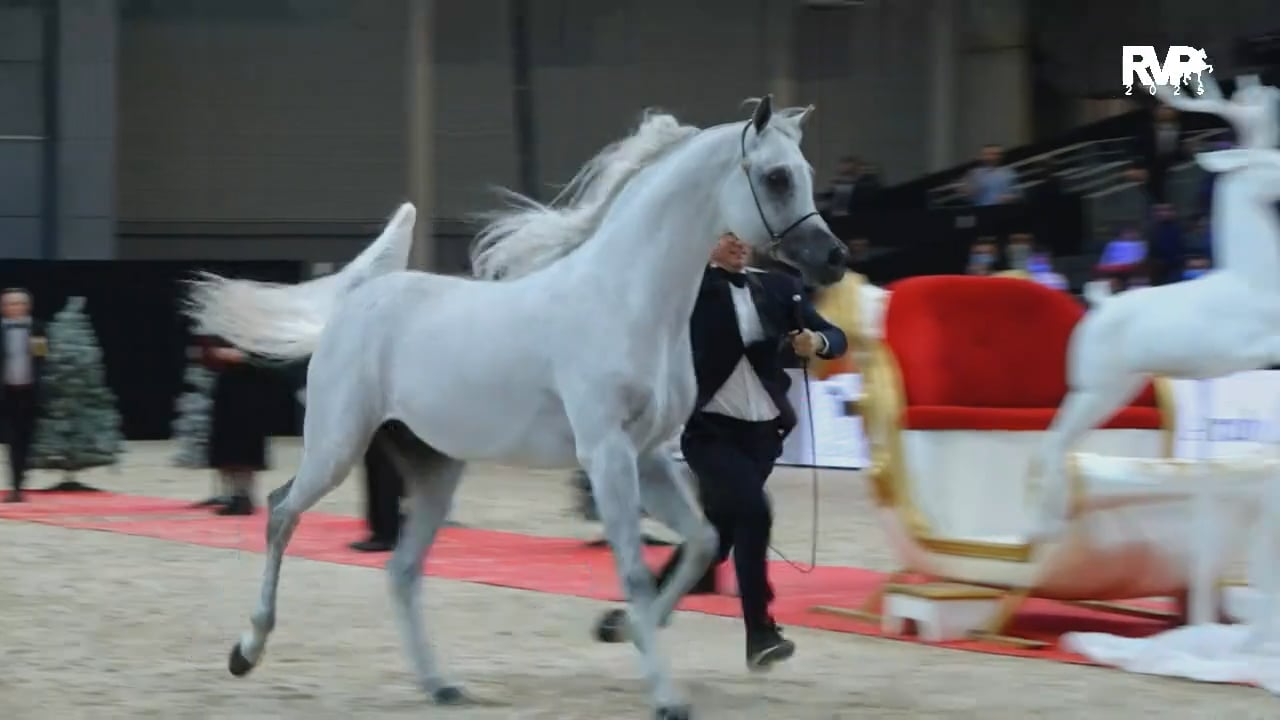 2025 Ocala International Horse Show - Tuesday Morning