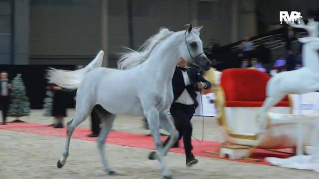 2025 Ocala International Horse Show -...